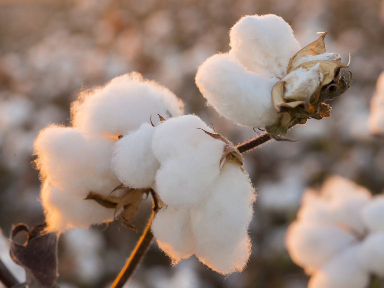 Cotton Plant